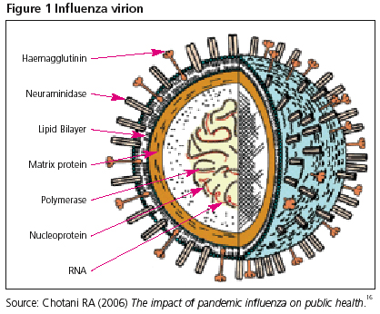 Ο ιός γρίπης A(H1N1) και πώς να προστατευθείτε